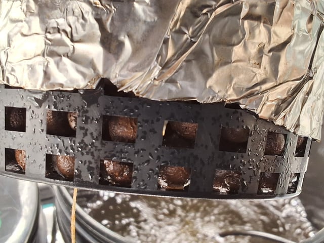 JALAPEÑO 🌶 — seedling_rooting, day 28