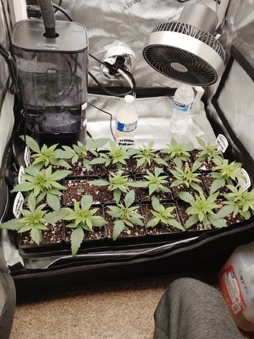 Unknown Seeds — seedling_rooting, day 18