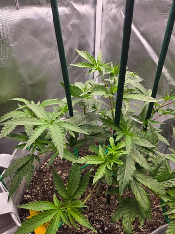 Looking for advice! — vegetative, day 38