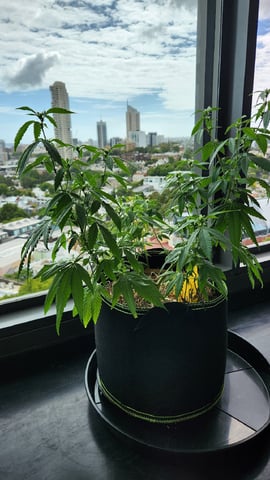 Royal Highness — vegetative, day 78