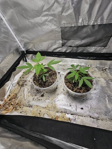 Jenny Kush photoperiod — vegetative, day 56