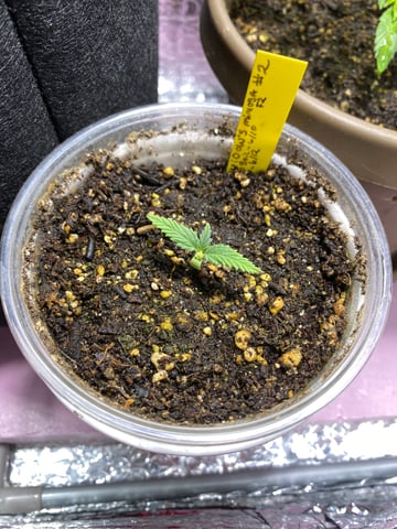 Widows Mimosa(auto) F2 progeny — seedling_rooting, day 17