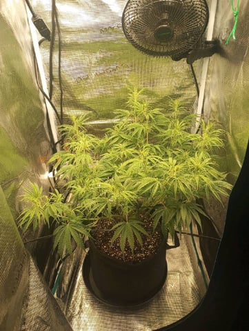 White Widow XXL Auto — flower, day 46