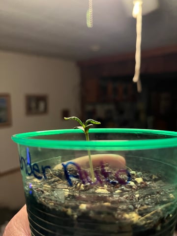 Lavender and Anesthesia Auto — seedling_rooting, day 14