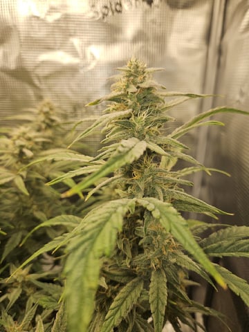 A chill grow in the small tent — flower, day 60