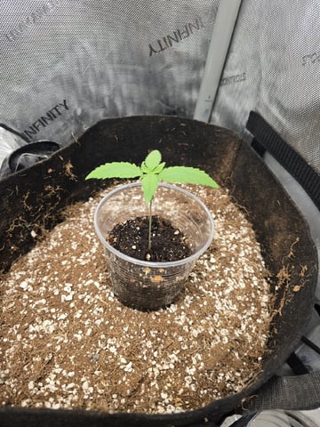 Indoor — seedling_rooting, day 22