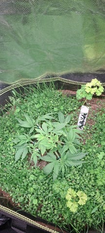 First Grow with the new setup  — vegetative, day 26