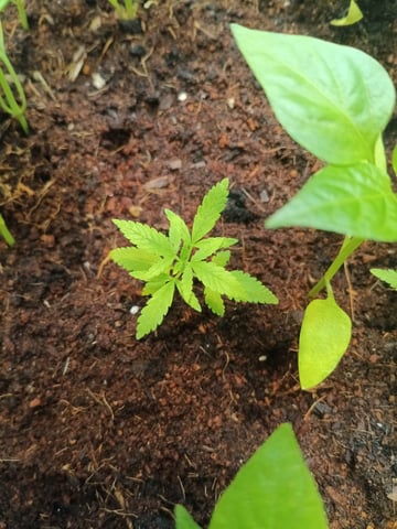 OG KUSH — vegetative, day 44