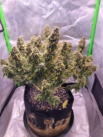 auto  — flower, day 1