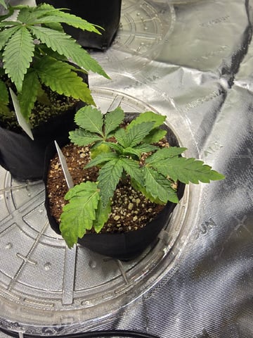 Oceanz 16 — vegetative, day 19