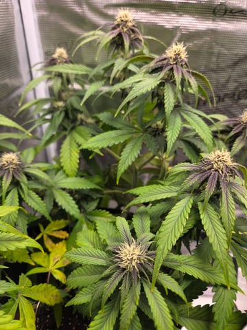 second grow — flower, day 39