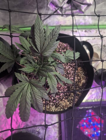 2025-26 — vegetative, day 25