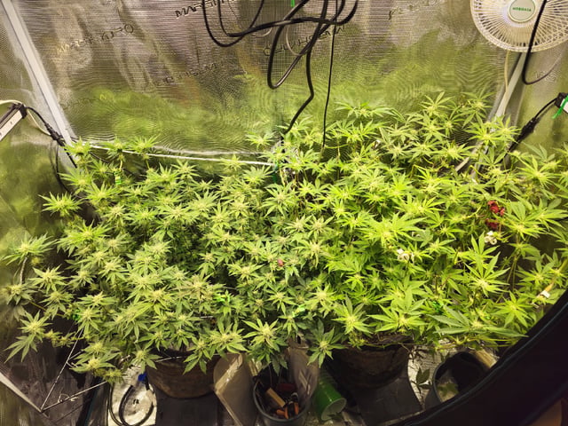 Crushberry Sugar and Khumbu Ice Fall  — flower, day 73