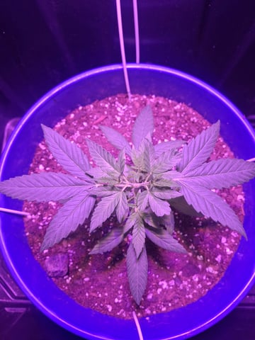 5 Random Seeds in a pot I found in my grinder. — vegetative, day 22