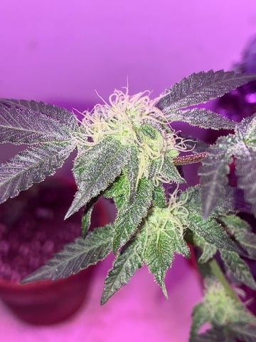 White Widow & Skittlez — flower, day 39