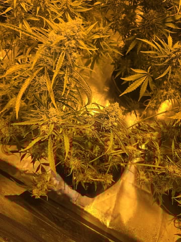 3rd Auto Grow — flower, day 97