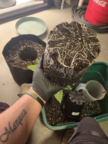 Zoap & Mimosa x OrangePunch — vegetative, day 36