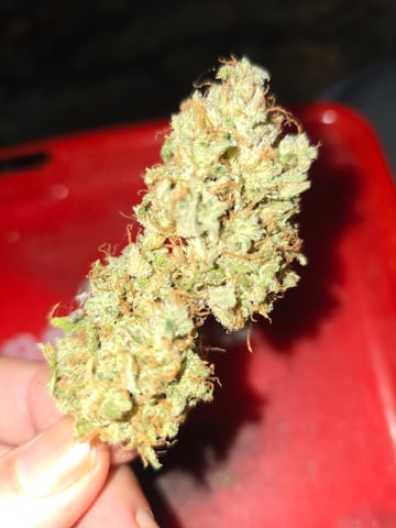 3rd Auto Grow — grow_setup, day 7