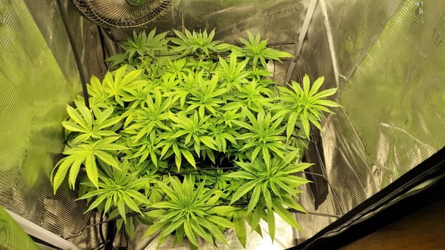 winter grow — vegetative, day 78