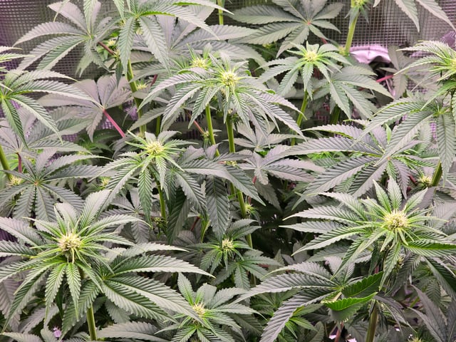 Northern lights #10 (Alaska) — flower, day 51