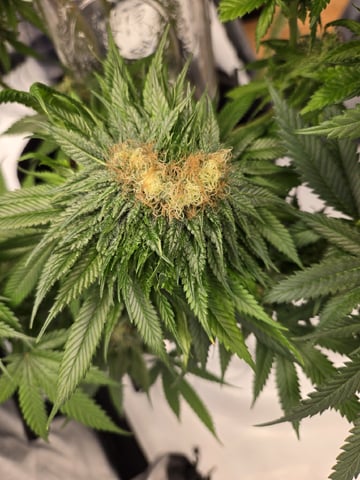 First Indoor Grow — flower, day 114