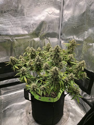 blue dream auto — flower, day 66
