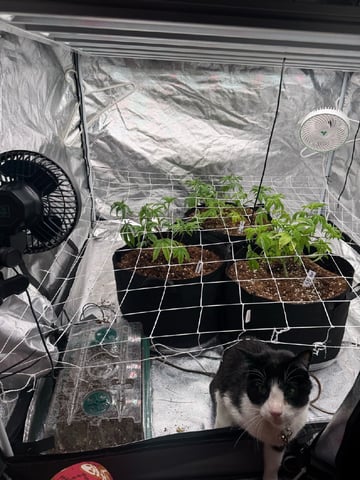 first indoor — vegetative, day 44