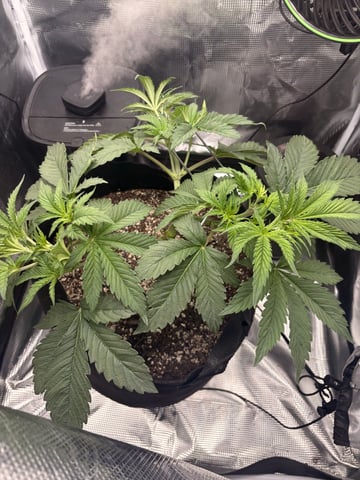 Blackberry Kush — vegetative, day 27