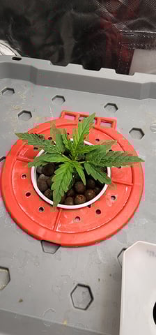 El Chemi Kiwi autoflower  — vegetative, day 7