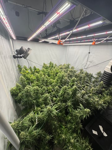 Permanent Marker, Gary Payton — flower, day 46