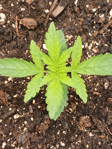 4th grow  — vegetative, day 143