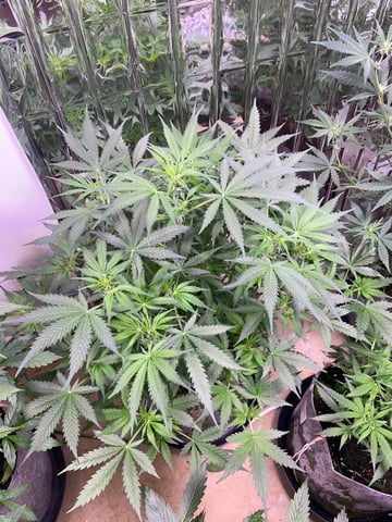 FIRST AUTO RUN — auto, day 21