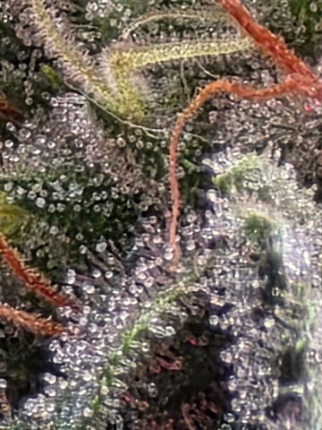 kooosher kush — flower, day 1