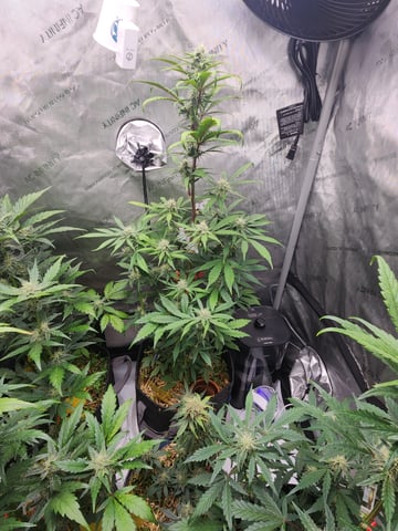 Mephisto Apple Crush and Pop tart OG in Nature's Living Soil.  — flower, day 50