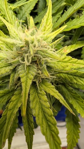Quick Auto Summer Grow — flower, day 57