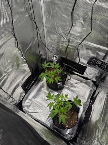  Trying to go big — vegetative, day 56