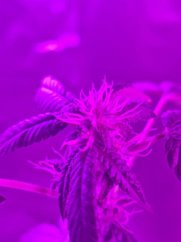 Armário  — flower, day 10