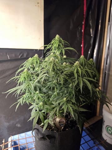 First attempt at planting some seeds — flower, day 64