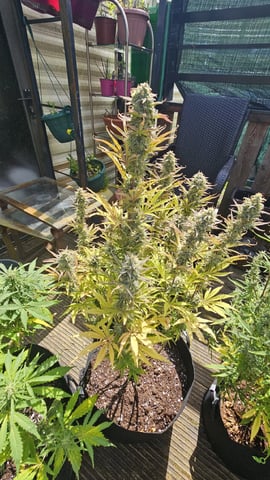 4th APRIL — vegetative, day 31