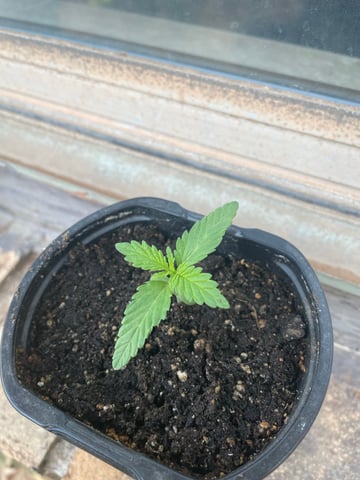 Haze X Cinderella 99 — seedling_rooting, day 3