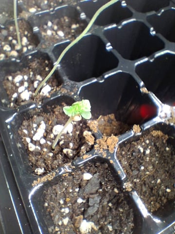 Free Seeds — seedling_rooting, day 13