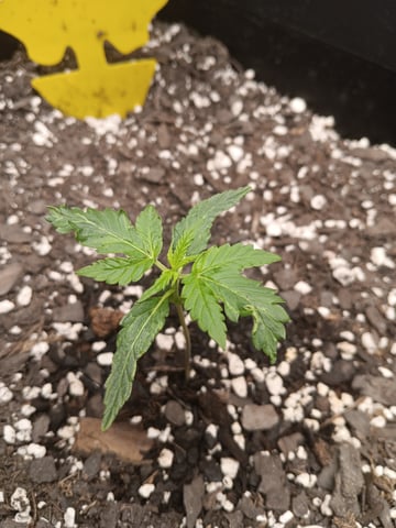 Blueberry auto — vegetative, day 14