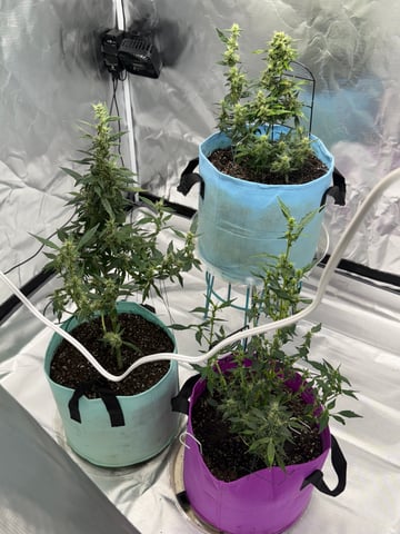 First Run — flower, day 91