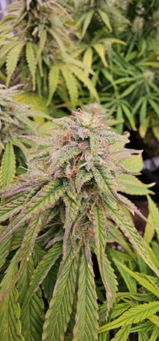 Blueberry  — flower, day 69