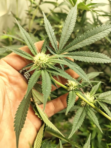 The Frankenstein — flower, day 2