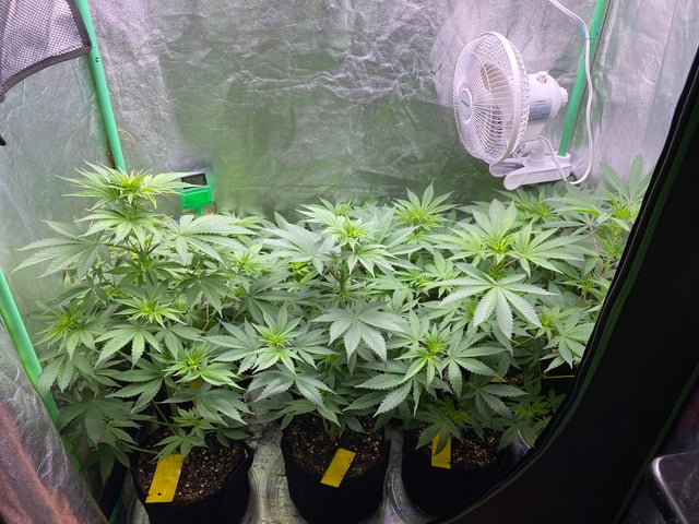 The White X Run Away Bride #3 — flower, day 53