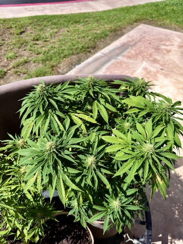 Sour Glue