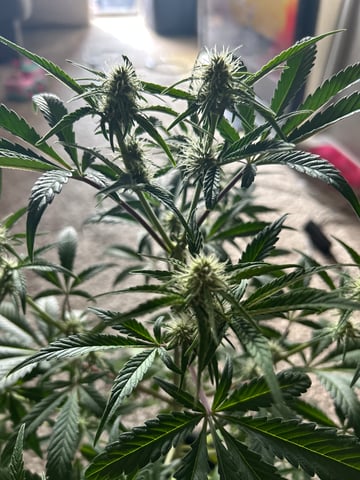 two clones and sour diesel  — flower, day 21