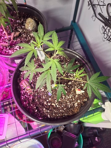 III — seedling_rooting, day 18