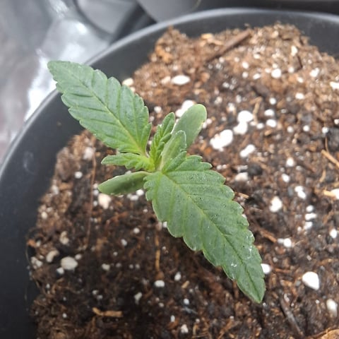 zupreme lime — vegetative, day 5